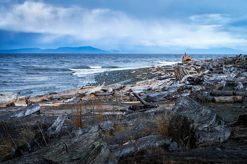 A driftwood covered ocean beach at dusk and a dramatic rough ocean and the sky showing a rain storm approaching.