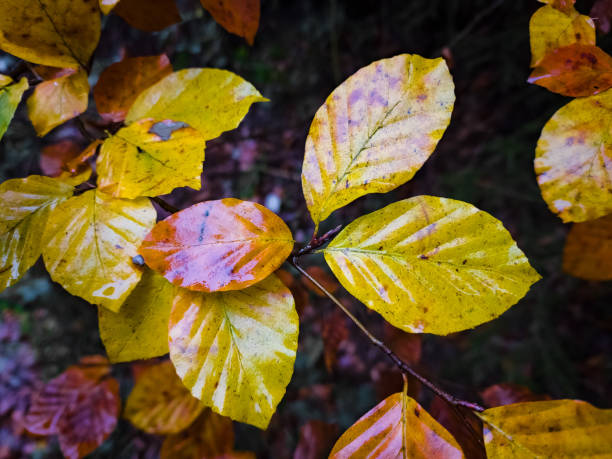 istock Autumn forest in the Carpathians 2029856208
