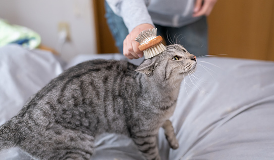 brush your cat