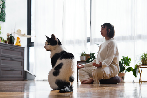 side view portrait of a young confident Hispanic woman relaxed doing leisure activities during happy daily life indoors with her cute kitty in her Barcelona apartment.