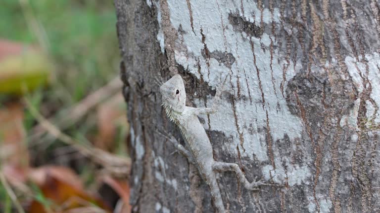 Grey Oriental Garden Lizard (Calotes Versicolor), Eastern Common Indian Garden Lizard, Bloodsucker or Changeable Lizard Climbing Tree Trunk - close-up