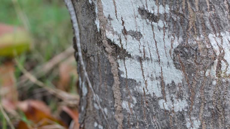 Oriental Garden Lizard (Calotes Versicolor) Climbs up on Tree Trunk - close-up