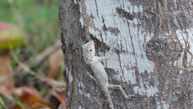 Oriental Garden Lizard Hanging on Tree Trunk in Park at Nha Trang, Vietnam