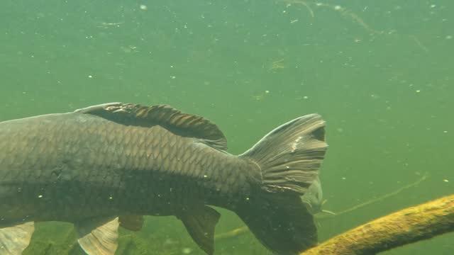 In a green lake water ambiance, a carp appears and comes face to camera for a close-up on its barbels.