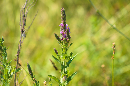Close-up of purple loosestrife flower with green blurred plants on background