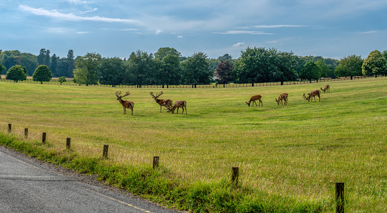 uk England, red deer herd grazing on the meadow in a natural environment, next to the highway posing a threat to the incoming traffic