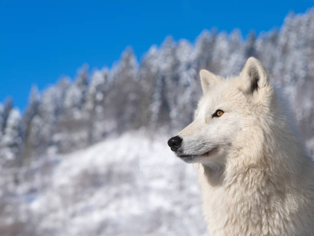 istock polar wolf against a background of blue sky and snowy forest 2029890747