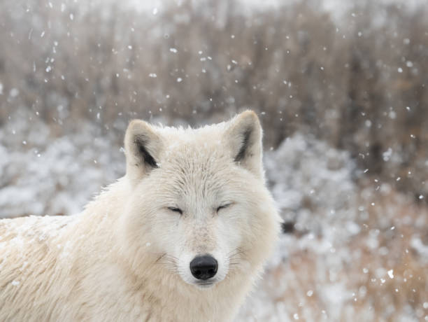 istock polar wolf with closed eyes against the background of falling snow 2029890757