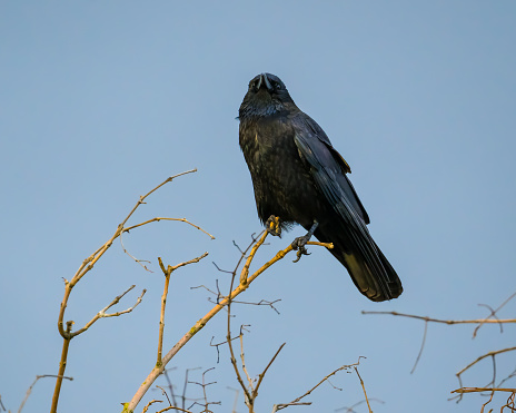 Carion crow perching on the tree top on blue sky background