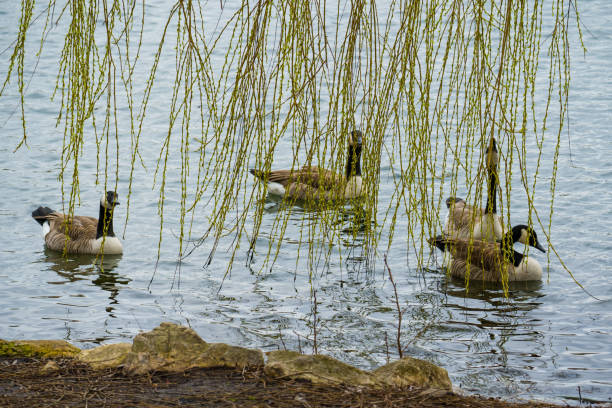 Wildlife of waterbirds, canada geese eating fresh buds of weeping willow on lake