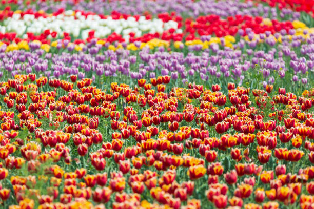 Spring scenery of fields along Korea's Nakdong River with tulips blooming