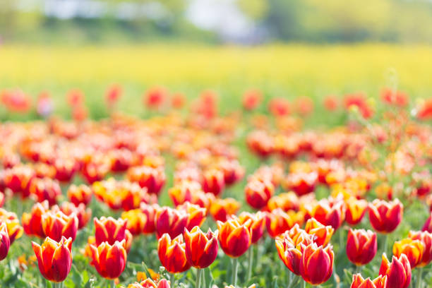 Spring scenery of fields along Korea's Nakdong River with tulips blooming