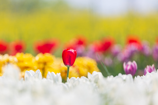 Low-angle view of tulips at the Ottawa Tulip Festival.