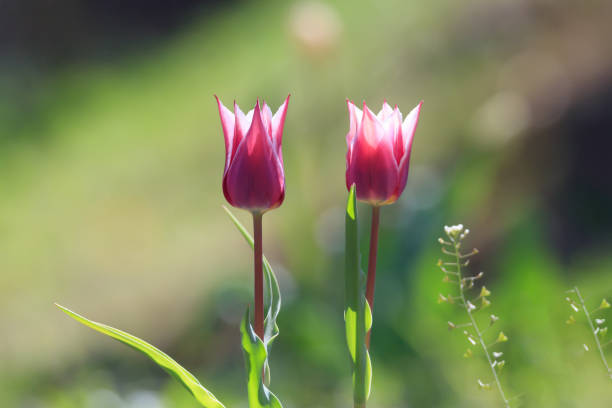 Spring scenery of fields along Korea's Nakdong River with tulips blooming