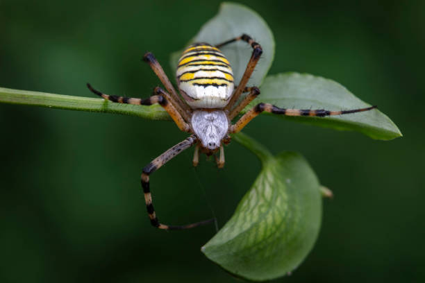 istock Spiders in the wild, North China 2029905699