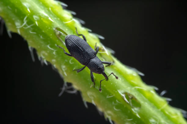 istock Weevil on wild plants, North China 2029907775