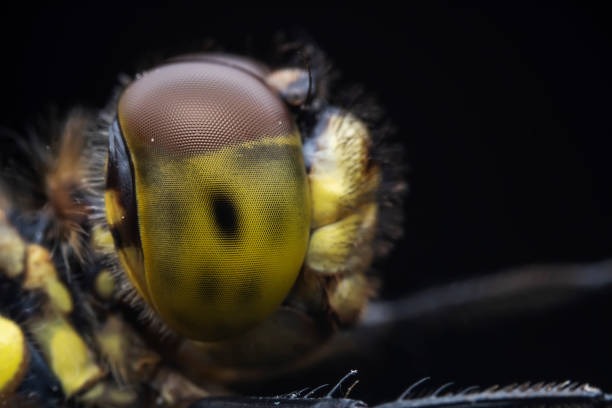 Close up of dragonfly compound eye, North China