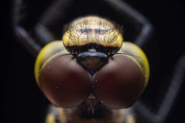 istock Close up of dragonfly compound eye, North China 2029913632