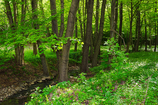 landscape of a green forest in spring. brook among the beech trees on a sunny day