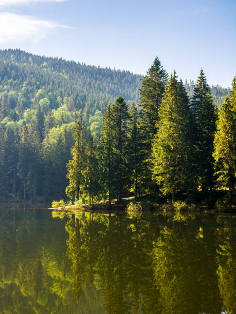 istock coniferous forest on the shore reflecting in the water 2029917810