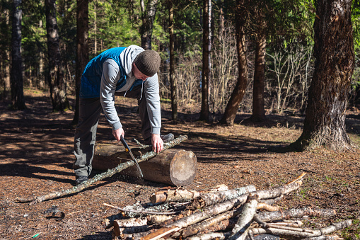 A man at the glade in coniferous woods, sawing dry tree branches for a firewood. Camping preparations