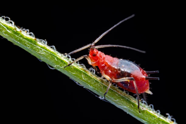 istock Aphids in the wild, North China 2029930442