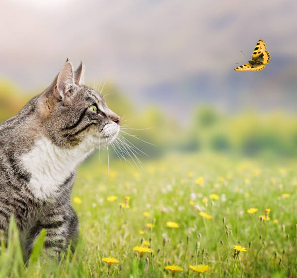 istock gray cat and butterfly 2029934639