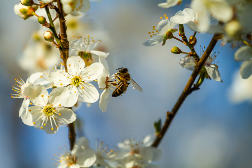 Bee gathering pollen on a cherry blossom flower