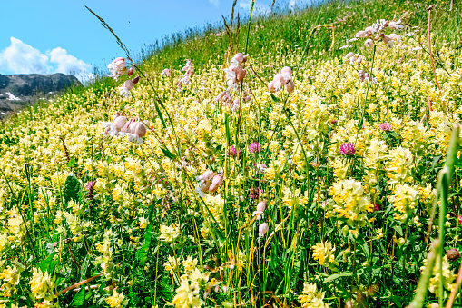 Flower,\nalpine flower,\nMountain flower, blossom, blossoms