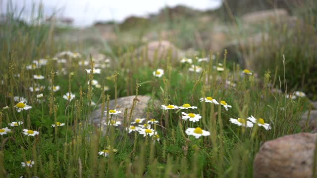 Delicate chamomile flowers blooming among Nordic rocks
