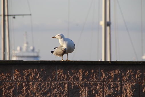 Seagull on wall