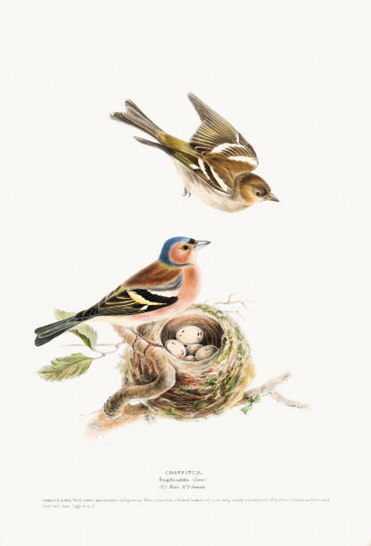 istock Chaffinch Bird. Vintage Bird Illustration: 19th Century Ornithology Art 2029964839
