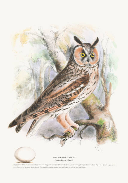 istock Long Eared Owl. Vintage Bird Illustration: 19th Century Ornithology Art 2029965428