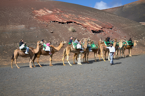 Lanzarote (Spain), January 20, 2024.  Several people riding camels in the Volcanoes Natural Park. Through trails you can visit several volcanoes on the island. This is one of its tourist attractions