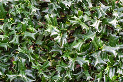 The texture of the leaves of Ilex aquifolium growing in the garden.