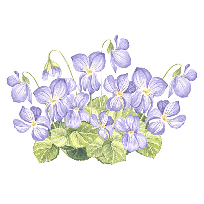 Watercolor wild violets with leaves and buds. Composition of pansy flower. Isolated hand drawn illustration of spring blossom. Template for card, packaging, tableware, textile and sticker, embroidery