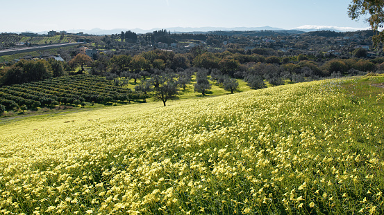 Spring With Yellow Sorrel Flowers In Nature Sicily Park.