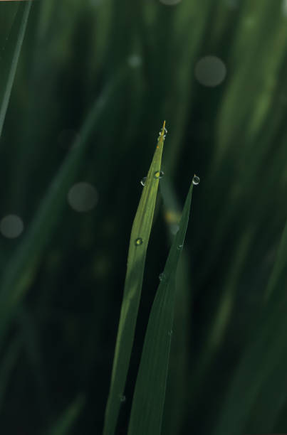 istock morning dew on rice leaves with nature background 2029982708