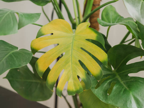 istock Yellow leaf on monstera green home plant 2029988133