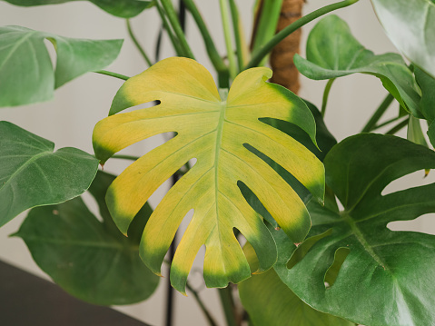 Monstera plant yellowing leaf. Yellow leaf on monstera plant. Overwatering or too little water for plant. Yellow sick monstera leaf, with pests and stains. Trouble in plant care. Leaves Turning Yellow