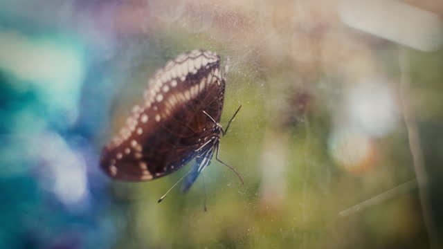 Beautiful butterfly in glass window display.