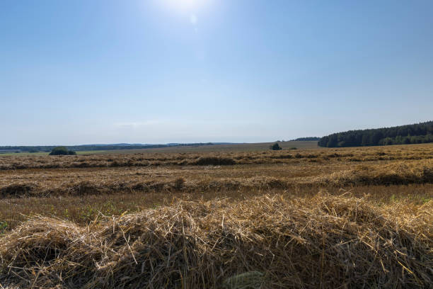 An agricultural field on which wheat straw remains after the grain harvest, a field with cereals in the summer