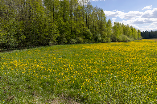 yellow dandelion flowers in the field in spring, growing grass and yellow dandelions in sunny weather