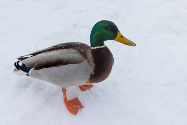 istock wild ducks in the snow in winter 2030020480