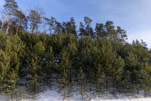 green pines in winter, snow in winter in a young pine forest on a hill