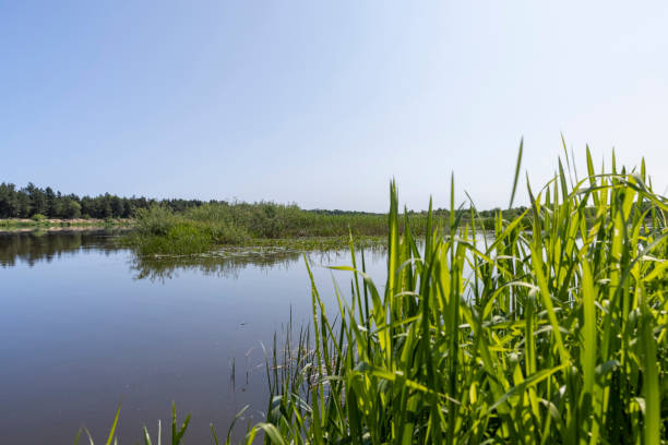 istock a wide river in eastern Europe, the Neman 2030024289