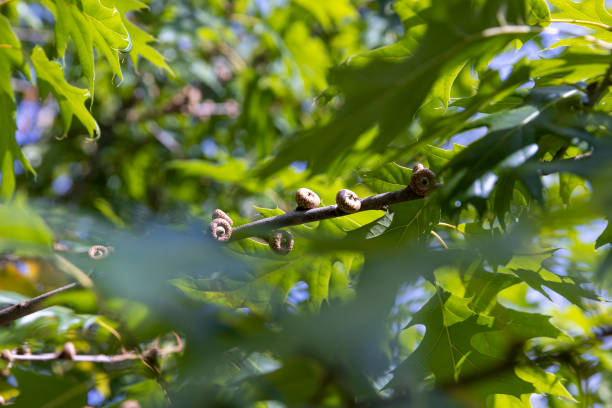 istock beautiful oak tree foliage with green foliage 2030029819