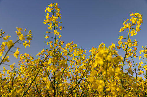beautiful flowering field with yellow rapeseed flowers, a field with yellow flowering rapeseed plants in spring