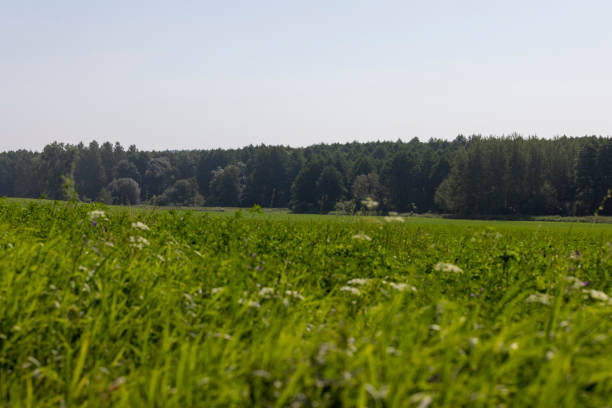An agricultural field where green grass is grown for harvesting hay, a field with grass for harvesting fodder for cows