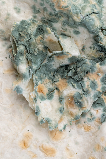 mold-covered spoiled thin wheat pita bread, spoiled food thin pita bread in green mold